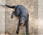 Small Photo #6 Labrador Retriever Puppy For Sale in BUTLER, MO, USA