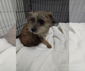 Mutt Dogs for adoption in Redlands, CA, USA