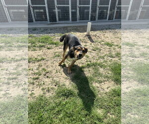 Scotch - Male Australian Shepherd-German Shepherd Dog Mix Dog for Adoption - Photo #5