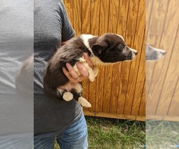 Medium Photo #2 Pembroke Welsh Corgi Puppy For Sale in SPENCER, TN, USA