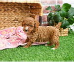 Small #12 Poodle (Miniature)
