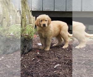 Golden Retriever Puppy for sale in MILLERSBURG, OH, USA