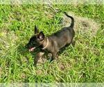 Puppy Puppy 4 Belgian Malinois