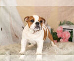 Small Photo #10 English Bulldog Puppy For Sale in WARSAW, IN, USA