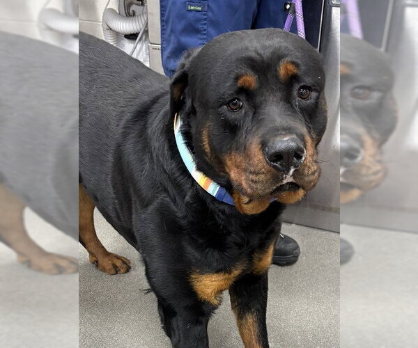 Medium Photo #1 Rottweiler Puppy For Sale in Forestville, MD, USA