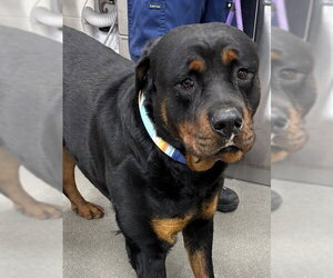 Rottweiler Dogs for adoption in Forestville, MD, USA