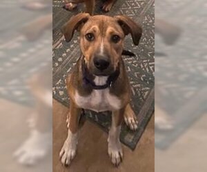 Lenny (TX) - Male Boxer-Unknown Mix Dog for Adoption - Photo #2