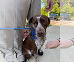 Small #1 German Shorthaired Pointer Mix