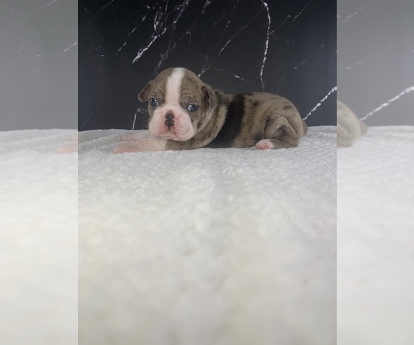 Medium Photo #32 Boston Terrier Puppy For Sale in TULARE, CA, USA