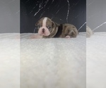 Small Photo #32 Boston Terrier Puppy For Sale in TULARE, CA, USA