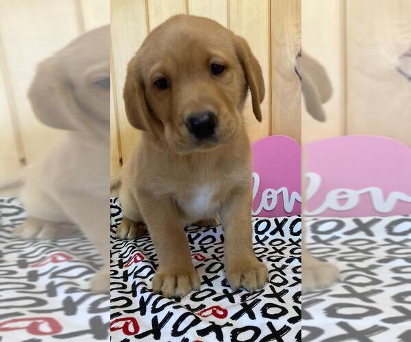 Medium Photo #3 Labrador Retriever Puppy For Sale in DALLAS, WI, USA