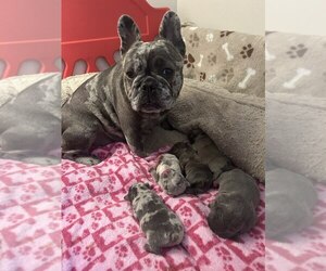 Mother of the French Bulldog puppies born on 06/09/2023