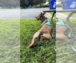 Small #25 German Shepherd Dog Mix