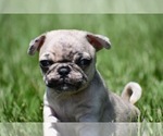 Small #2 Pug