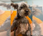 Small Photo #2 Miniature Schnauzer-Unknown Mix Puppy For Sale in Newfoundland, PA, USA
