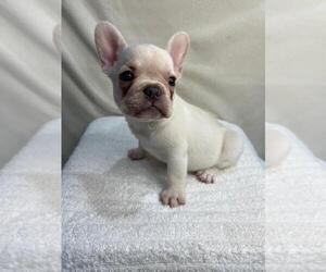 French Bulldog Puppy for sale in CHARLESTON, SC, USA