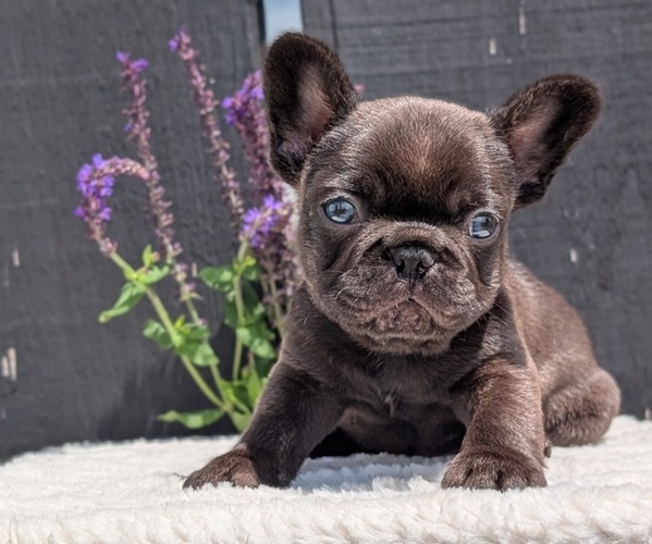 Medium Photo #30 French Bulldog Puppy For Sale in GOSHEN, IN, USA