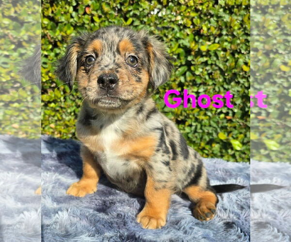 Medium Photo #1 French Bullhuahua Puppy For Sale in Modesto, CA, USA