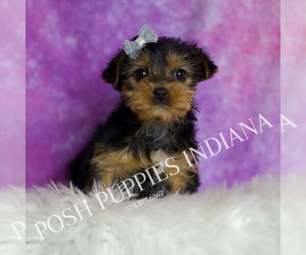 Medium Photo #5 Yorkshire Terrier Puppy For Sale in WARSAW, IN, USA