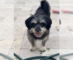 Small #2 Shih Tzu