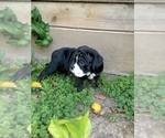Small Photo #13 Olde English Bulldogge Puppy For Sale in POWAY, CA, USA
