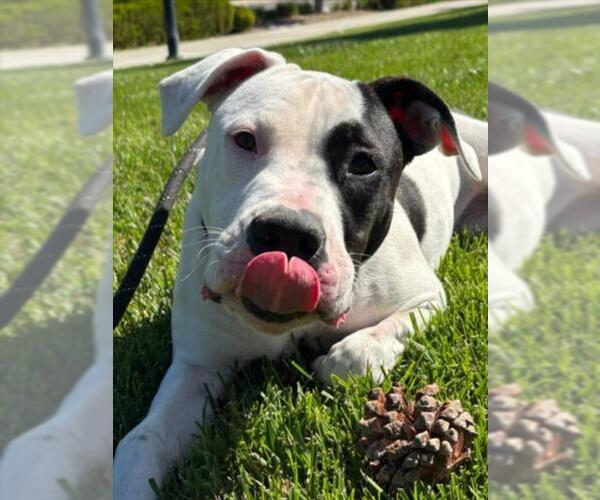 Medium Photo #2 Mutt Puppy For Sale in Woodland, CA, USA