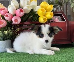 Small #1 Papillon