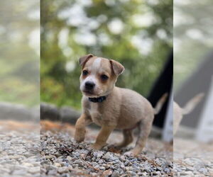 Mutt Dogs for adoption in Garden City, NY, USA