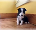 Small #11 Border Collie