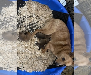 Finnish Spitz Puppy for sale in MONCLOVA, OH, USA