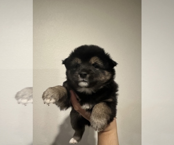 Medium Photo #7 Shiba Inu Puppy For Sale in CHINO, CA, USA