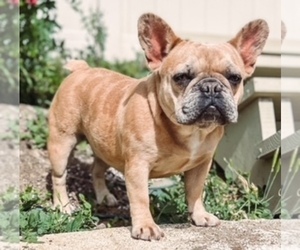 Mother of the French Bulldog puppies born on 06/24/2022