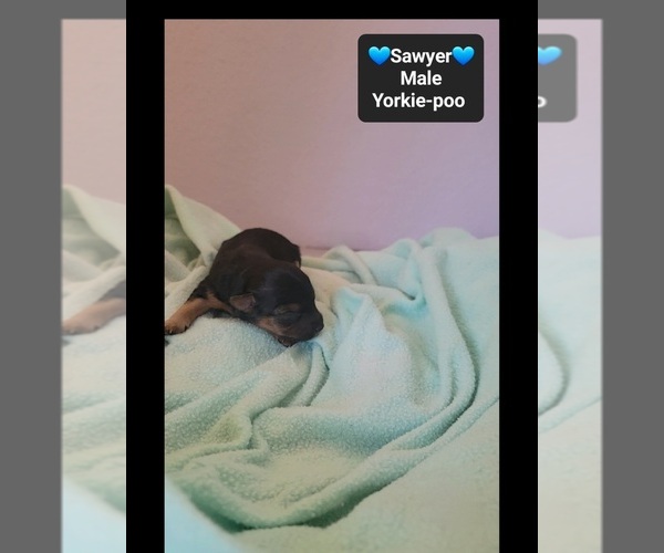 Medium Photo #2 Yorkipoo Puppy For Sale in TUCSON, AZ, USA