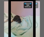 Small #1 Yorkipoo