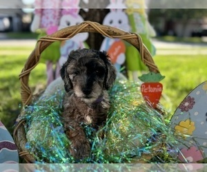 Double Doodle Puppy for sale in FRIENDSWOOD, TX, USA