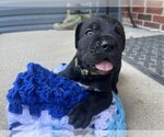 Small #7 Cane Corso