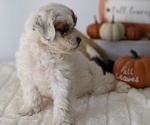 Small #11 ShihPoo