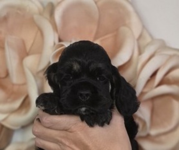 Medium Photo #1 Cocker Spaniel Puppy For Sale in KEIZER, OR, USA