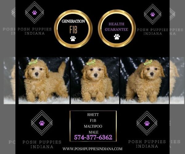 Medium Photo #73 Maltipoo (Miniature) Puppy For Sale in WARSAW, IN, USA