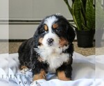 Small #4 Bernese Mountain Dog