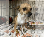 Small #1 Chihuahua Mix