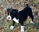 Small Photo #57 Boxer Puppy For Sale in CHILHOWEE, MO, USA
