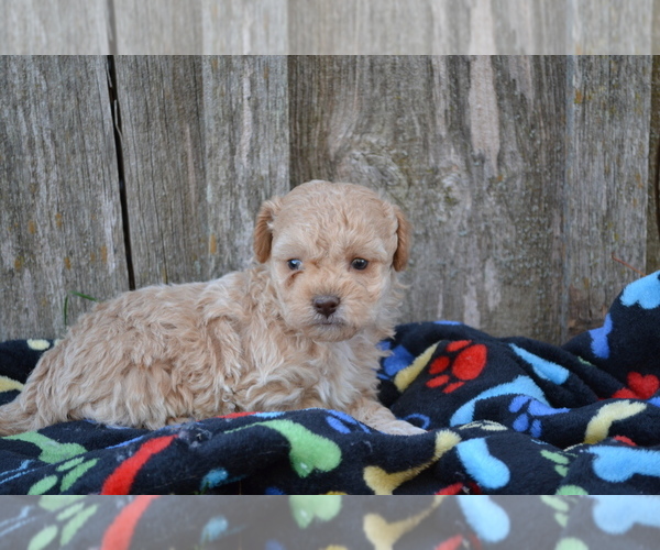 Medium Photo #3 Poodle (Miniature) Puppy For Sale in GREENWOOD, WI, USA