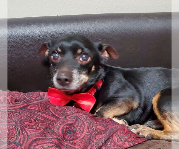 Medium Photo #5 Dachshund-Unknown Mix Puppy For Sale in Weston, FL, USA