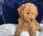 Small #1 Goldendoodle (Miniature)