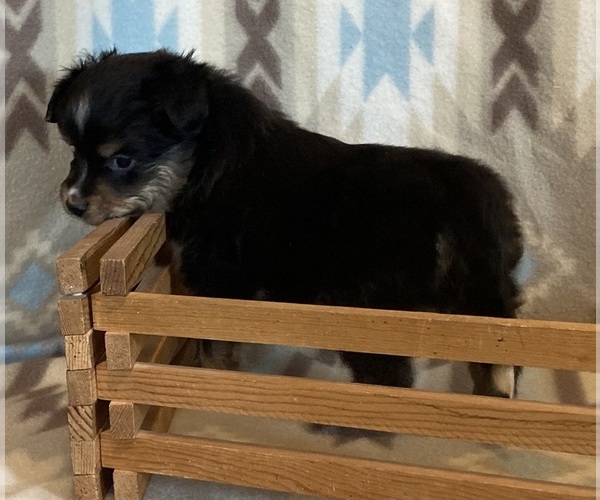 Medium Photo #10 Shel-Aussie Puppy For Sale in FORT MORGAN, CO, USA