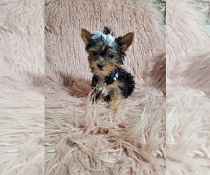 Yorkshire Terrier Puppy for sale in INDIANAPOLIS, IN, USA