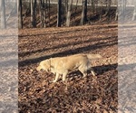 Small Photo #1 Golden Retriever Puppy For Sale in FORDLAND, MO, USA