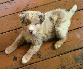 Australian Shepherd Puppy for sale in SHERIDAN, OR, USA