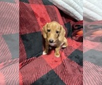 Puppy Hazel Dachshund